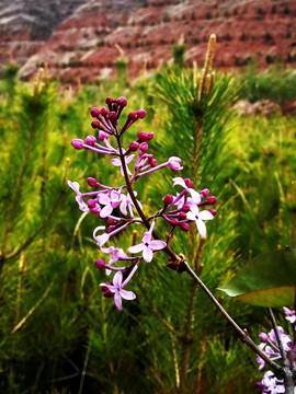 丁香花