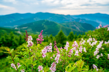 冰山梁