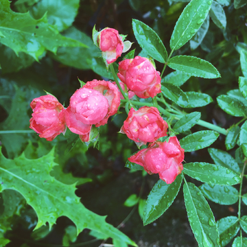雨后的蔷薇