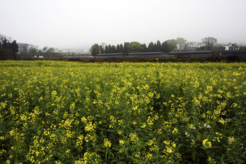 乡野油菜花无后期直出风景高清