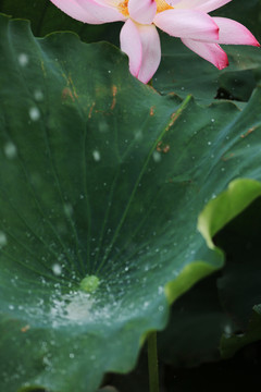 雨中荷花