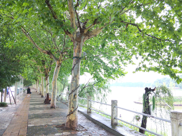 雨后树林街道