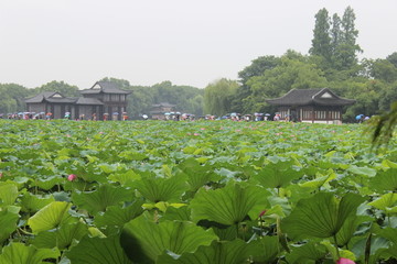 荷花池塘