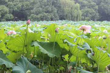 荷花池塘