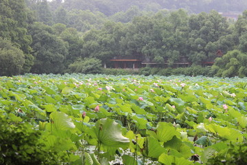 荷花池塘