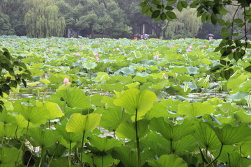 荷花池塘