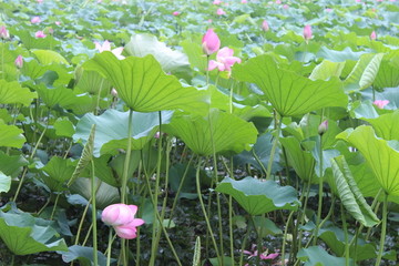 荷花池塘