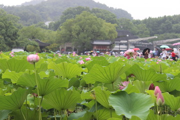 荷花池塘