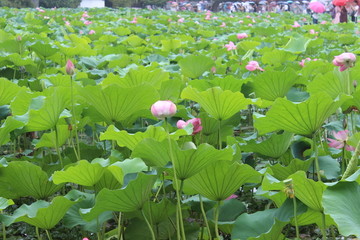 荷花池塘