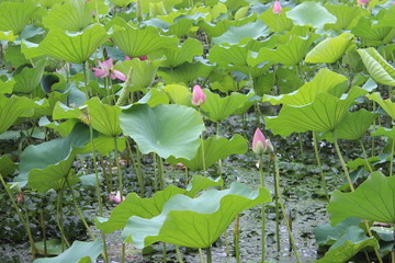 荷花池塘