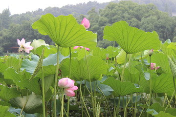 荷花池塘