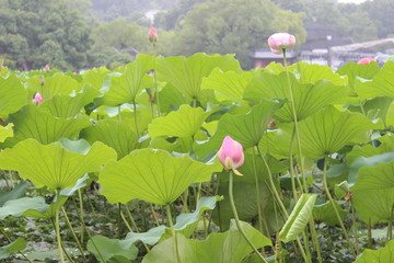 荷花池塘