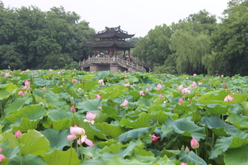 荷花池