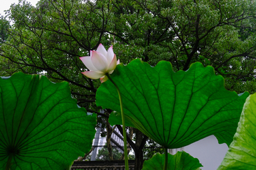 荷葉荷花