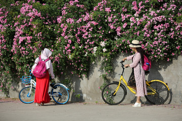 蔷薇花开