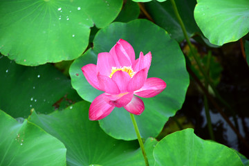 雨中荷花