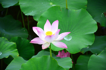 雨中荷花