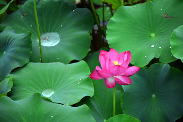 雨中荷花