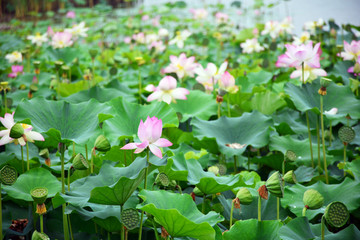 雨中荷花