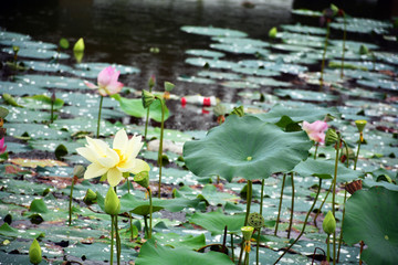 雨中荷花