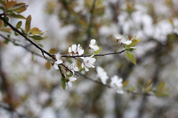 樱花