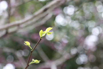 嫩芽