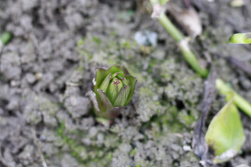 百合发芽