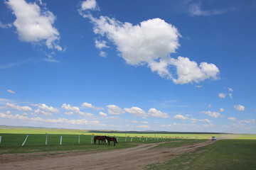 草原公路旁的马匹