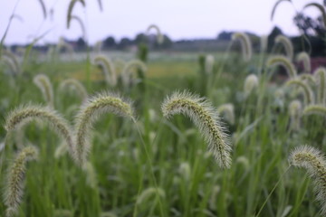 狗尾巴草