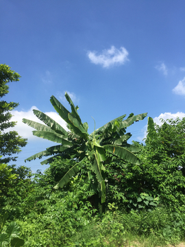 野外 郊游