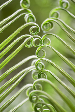 植物螺旋图案