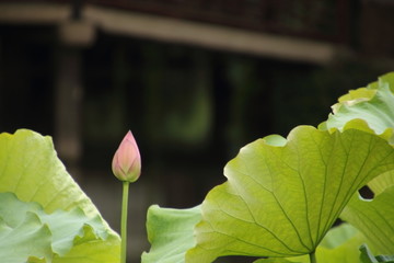 荷花花苞