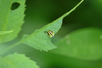 高清昆虫