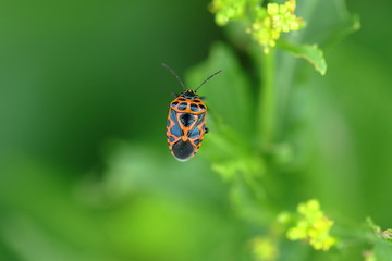 臭虫高清特写