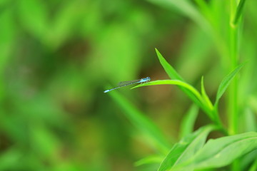 小蜻蜓特写