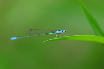 小蜻蜓特写