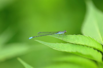 小蜻蜓特写