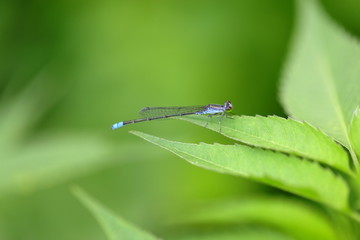 小蜻蜓特写