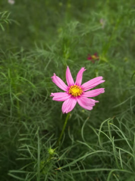 格桑花