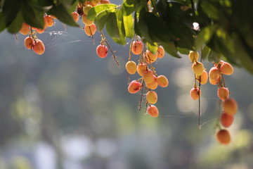 荔枝挂满枝头