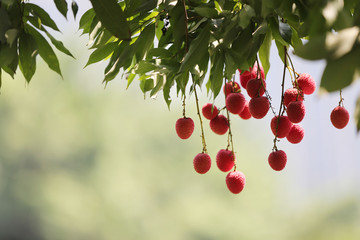 荔枝挂满枝头