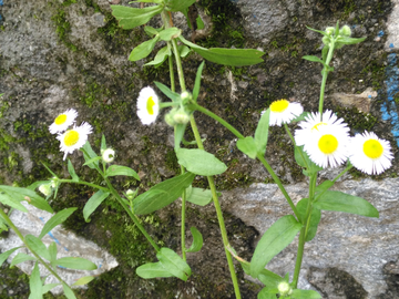 山野小花