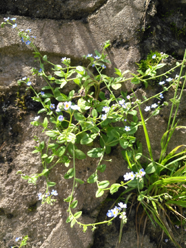 苔藓