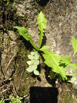 苔藓