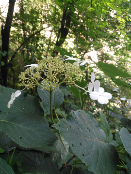 山间小花