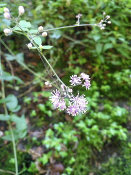 山间小花