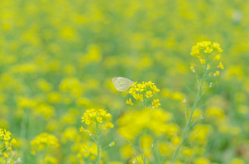 油菜花蜜蜂