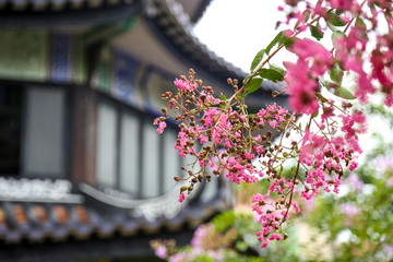 雨后花开