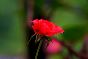 月季花朵