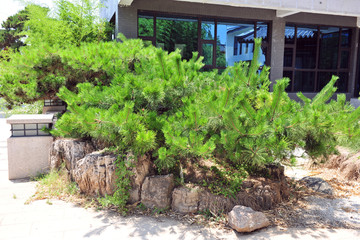 庭院绿化松树